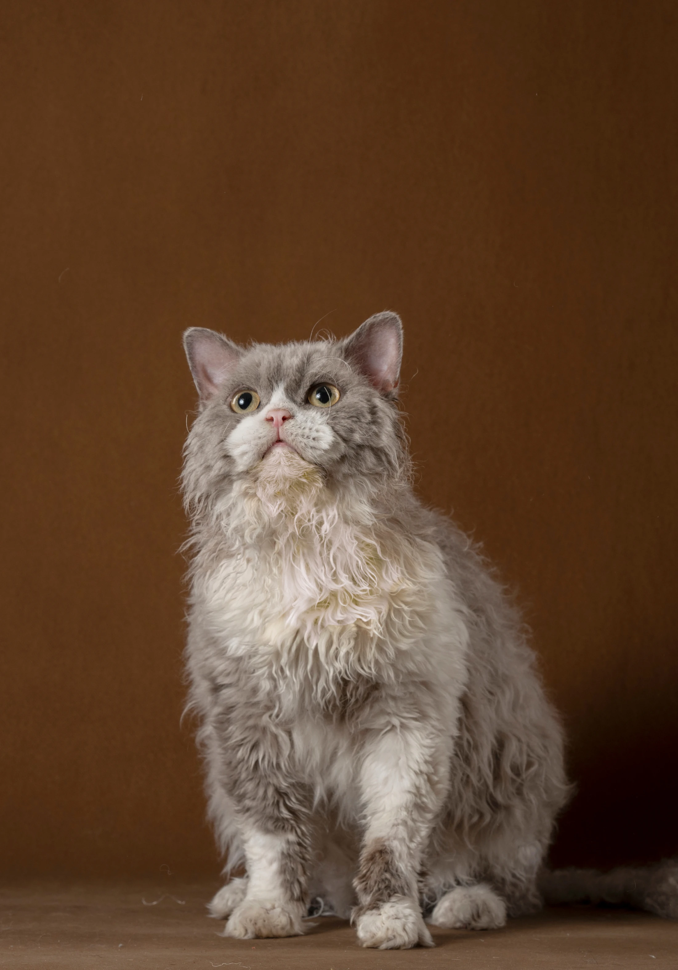 BRACHA Cattery