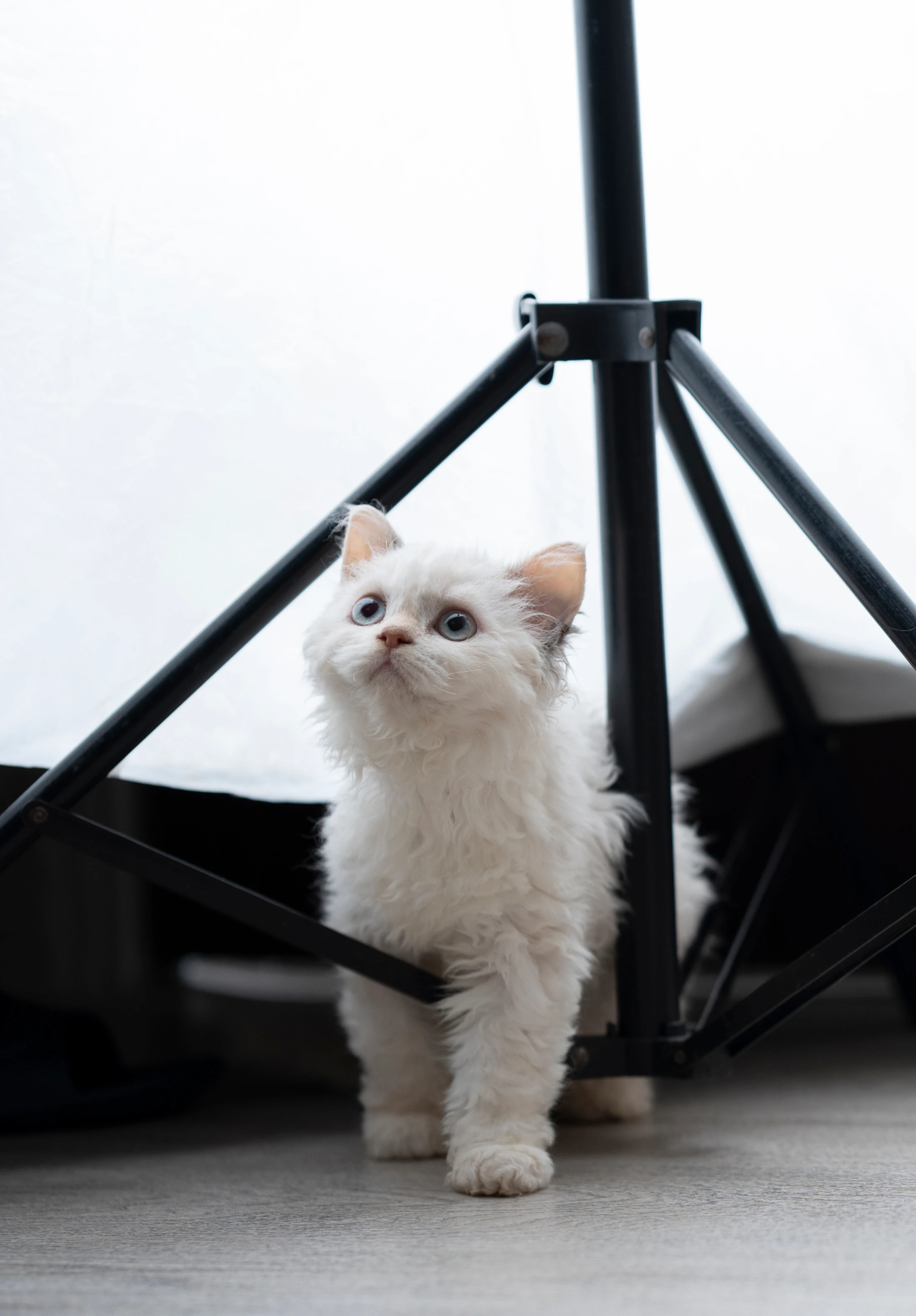 BRACHA Cattery