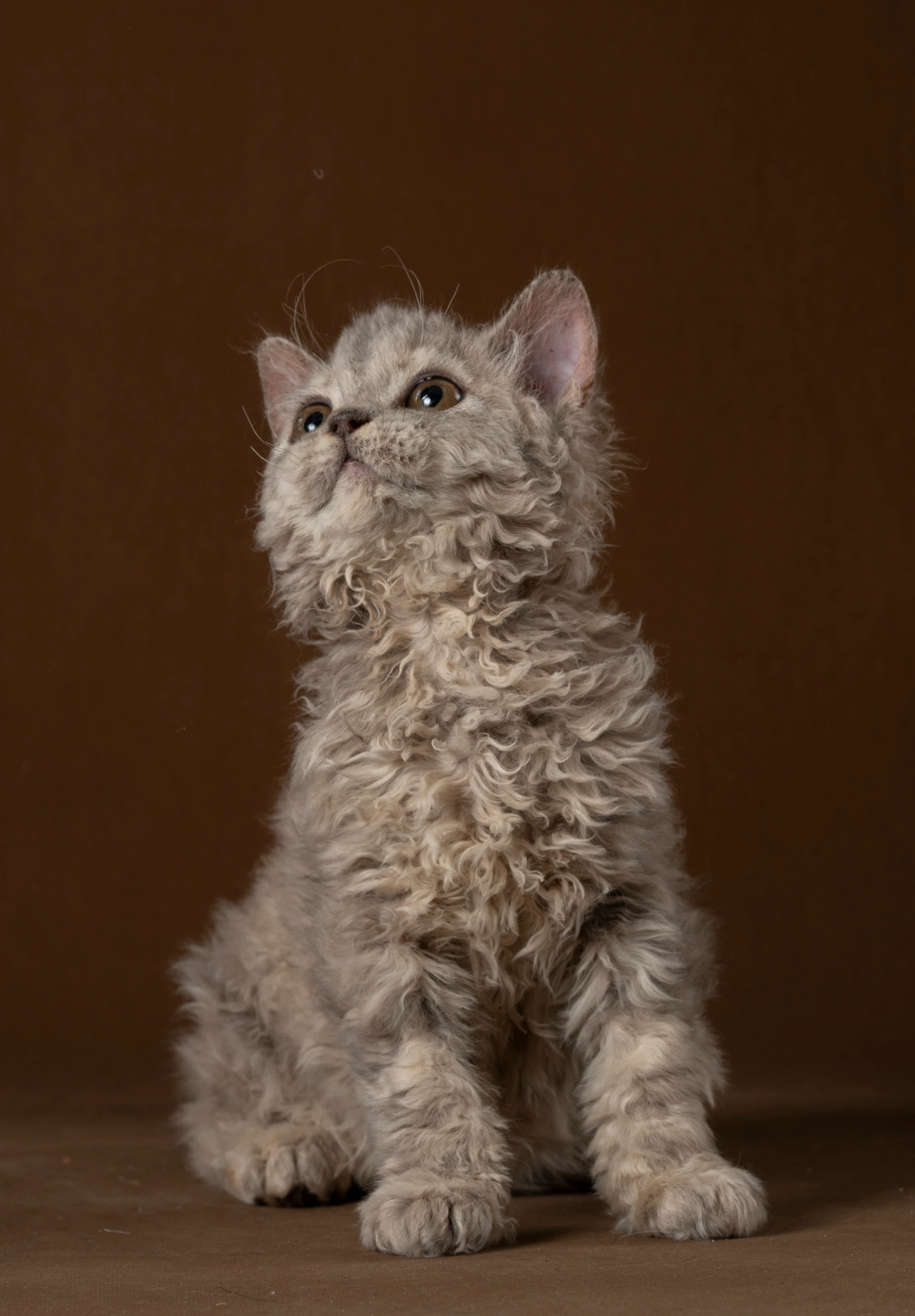 BRACHA Cattery
